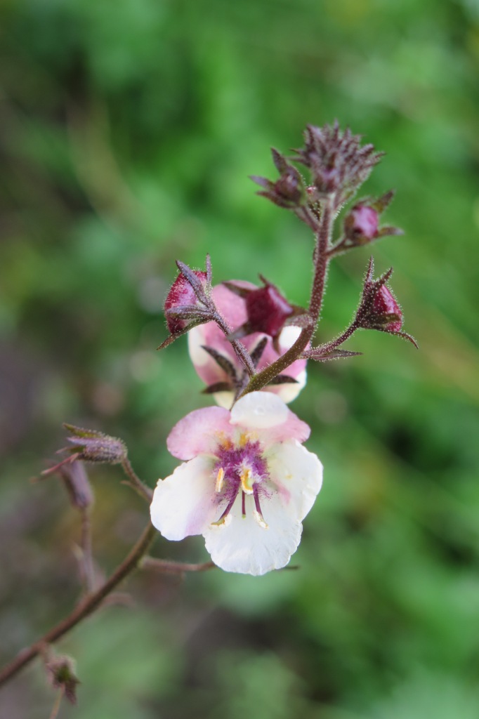 onbekende plant op baggersubstraat